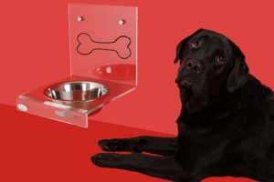 dog-bowl-2006373_640