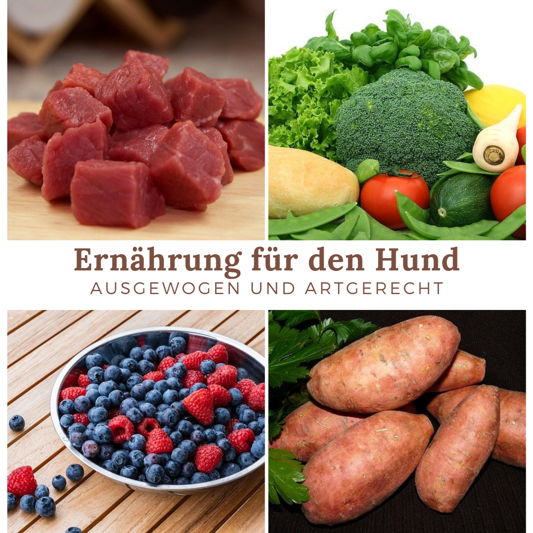 You are currently viewing Hundeernährungsberatung