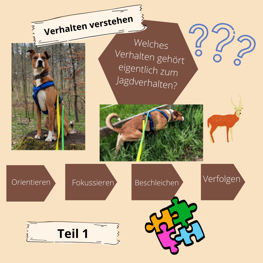 Read more about the article Jagdverhalten Teil 1