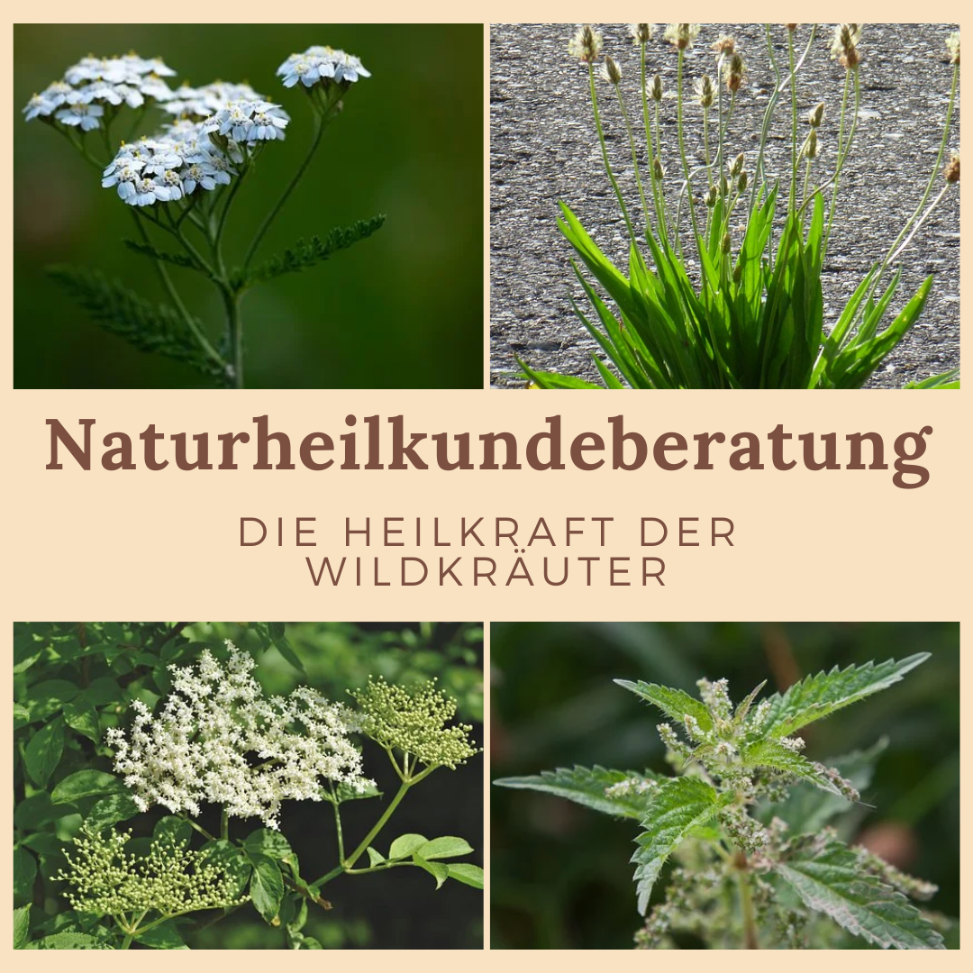 Read more about the article Naturheilkundeberatung