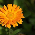 Ringelblume