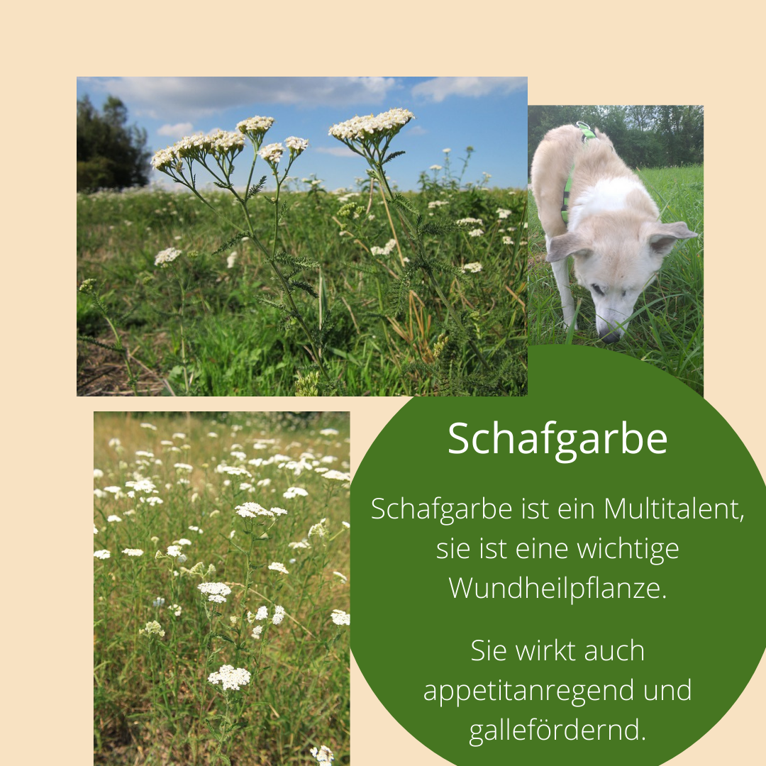 Read more about the article Schafgarbe für den Hund