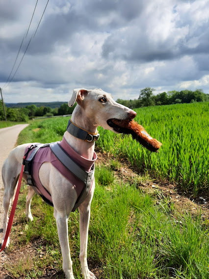Mehr über den Artikel erfahren Jagdverhalten Teil 2