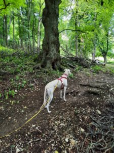 Mehr über den Artikel erfahren 🐾 Jagdersatztraining beim Hund – Jagdverhalten sinnvoll lenken