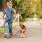 Let's play together! Boy walk with beagle puppy