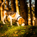 The beagle dog in sunny autumn forest. Alerted hound searching for scent and listening to the woods sounds. Sunny fall