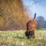 Schweisshund bei der Spurensuche auf einer Wiese