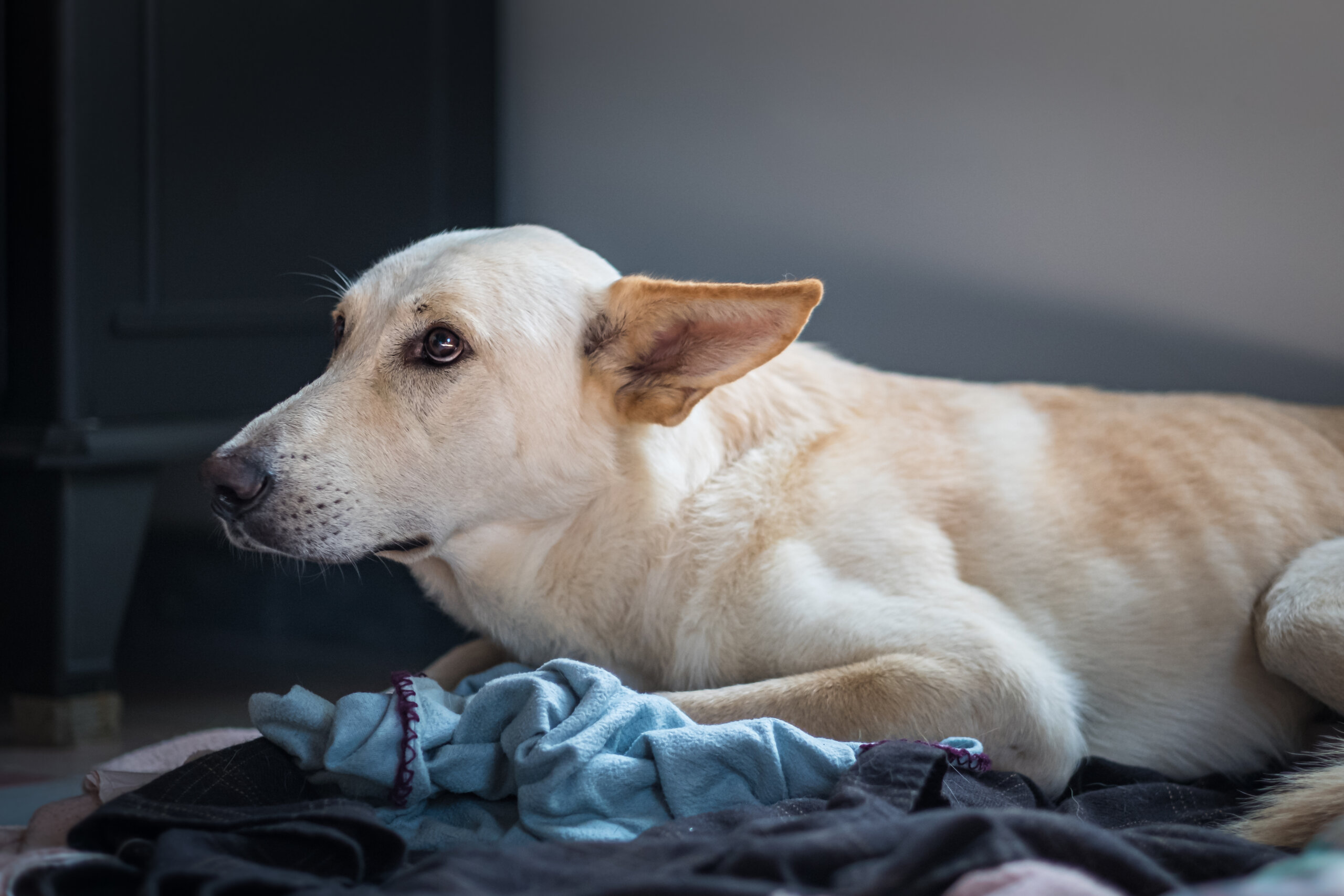 Du betrachtest gerade Hund hat Angst vor Geräuschen – Ursachen & Training