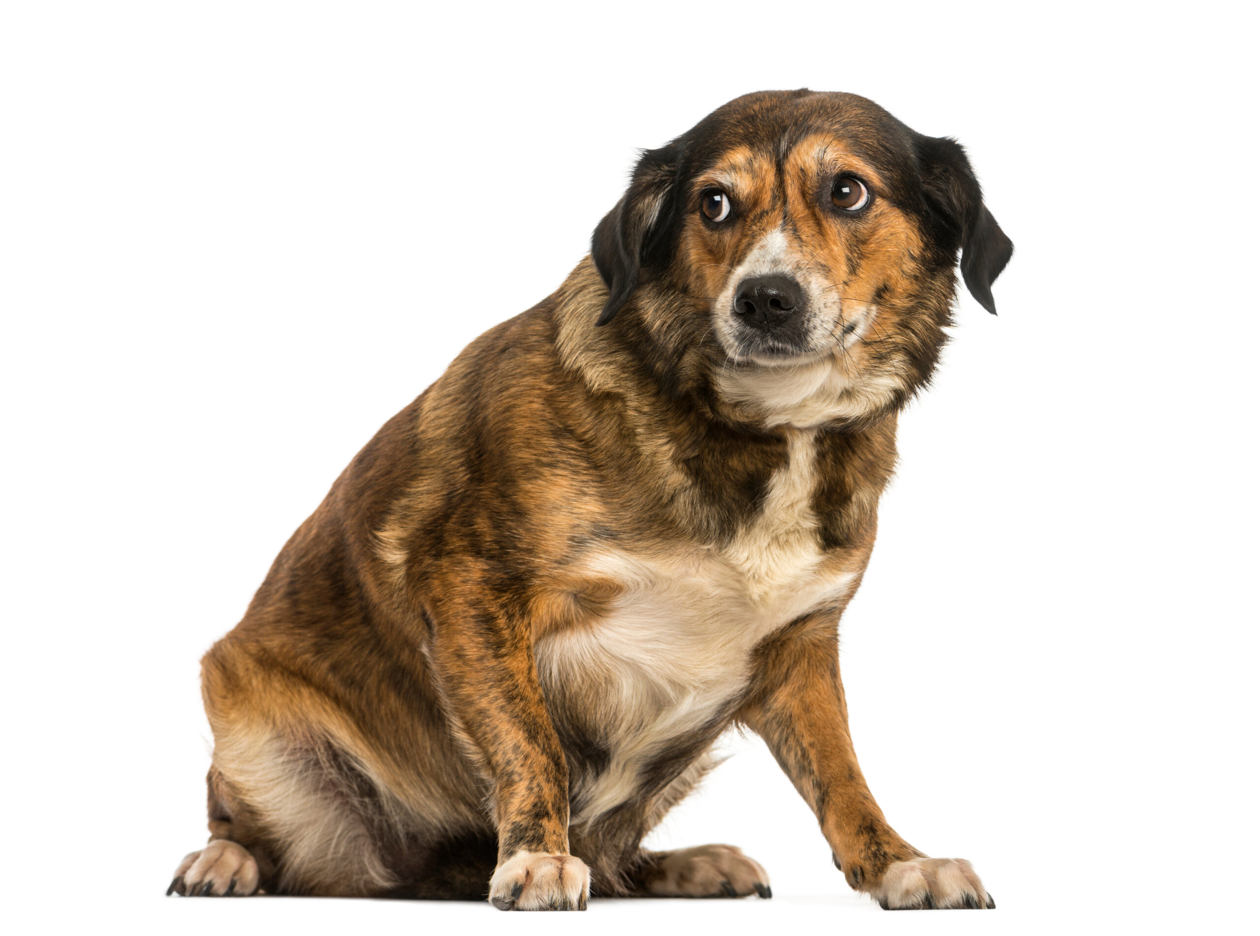 Mehr über den Artikel erfahren Deprivationssyndrom beim Hund – wenn wichtige Erfahrungen fehlen