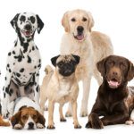 Rassehunde