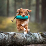 red toller retriever dog jumping over a tree with a hunting dumm