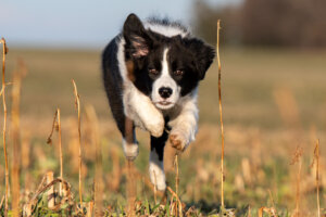 Mehr über den Artikel erfahren 🐾 Rückruftraining beim Hund: So kommt dein Hund zuverlässig, wenn du ihn rufst