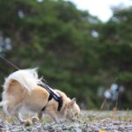 Mantrailing_Chihuahua