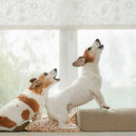 Two dogs in an window, howling, guarding and barking at what they see outside.