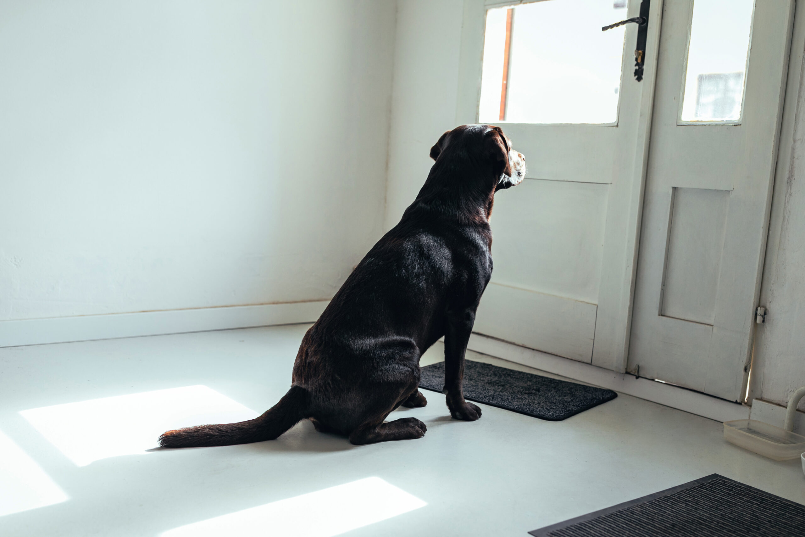 Du betrachtest gerade Hund kann nicht alleine bleiben – Ursachen & Training