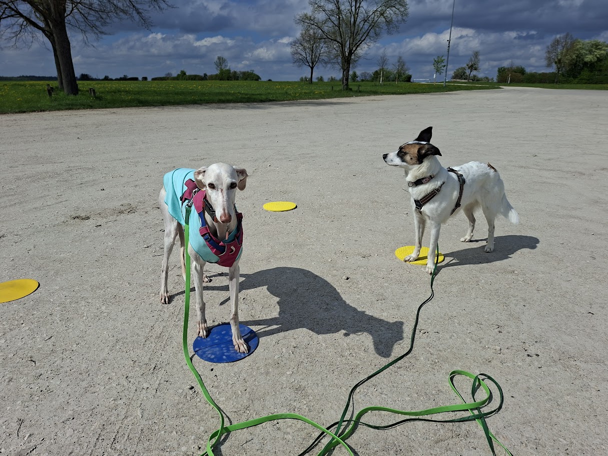Mehr über den Artikel erfahren 🐾 Targettraining beim Hund: Mehr Orientierung, Ruhe und Alltagssicherheit