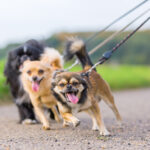 three little dogs walking side by side and they are pulling at the leash