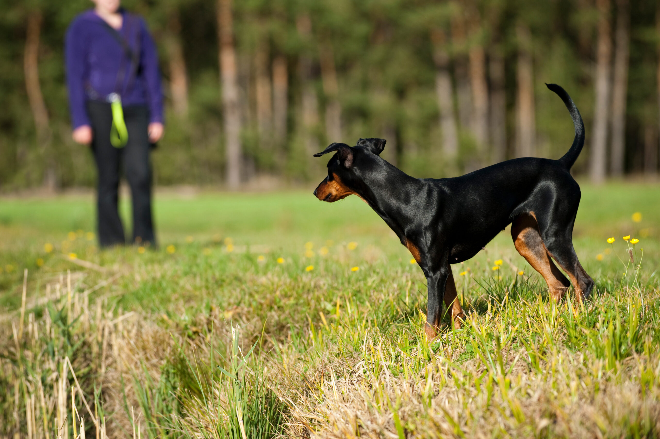 Mehr über den Artikel erfahren 🐾 Rückruf trotz Ablenkung: So trainierst du deinen Hund im Freilauf
