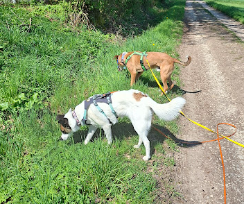Mehr über den Artikel erfahren Warum Nasenarbeit Hunde wirklich glücklich macht