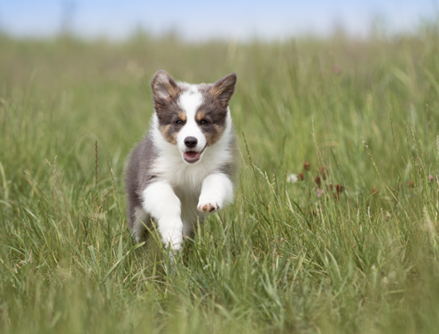Mehr über den Artikel erfahren 🐶 Welpen Rückruf trainieren: So legst du die perfekte Grundlage