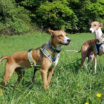 Clyde und Serafina