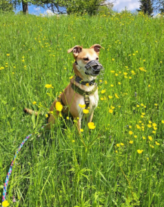 Mehr über den Artikel erfahren Naturheilkundeberatung für Hunde – mein Weg zur ganzheitlichen Begleitung