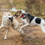 Reaktive Hunde