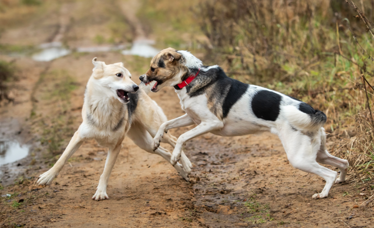 Reaktive Hunde