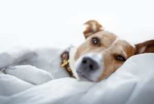 Mehr über den Artikel erfahren Schmerzen beim Hund erkennen – warum viele Warnsignale übersehen werden