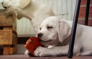 Mehr über den Artikel erfahren Welpe nimmt alles ins Maul? So lernt dein Hund Gegenstände freiwillig abzugeben