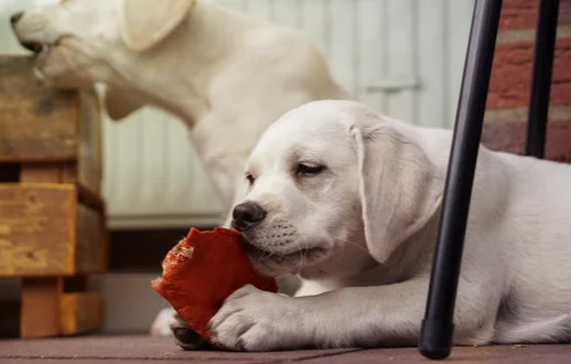 Mehr über den Artikel erfahren Welpe nimmt alles ins Maul? So lernt dein Hund Gegenstände freiwillig abzugeben