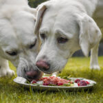 Zwei junge labrador welpen fressen zusammen einen Haufen Fleisch von einem Teller