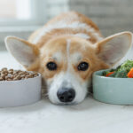 Dog food. Food for animals. Beautiful corgi eats food.
