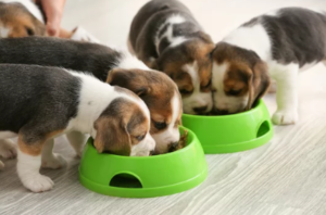 Puppy