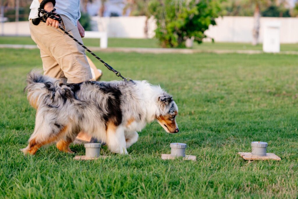 Hund sucht mehrere Gefäße ab um seinen Zielgeruch zu finden