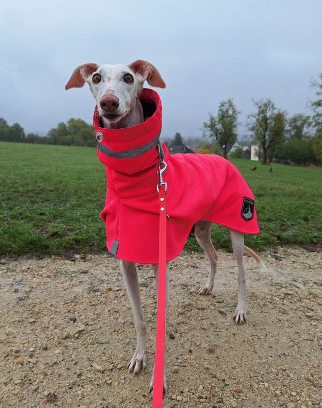 Du betrachtest gerade Regenmantel für Hunde: Wann ist er sinnvoll?