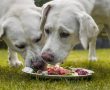Zwei junge labrador welpen fressen zusammen einen Haufen Fleisch von einem Teller