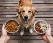 Golden dog on deck, hands holding bowls of kibble and wet food