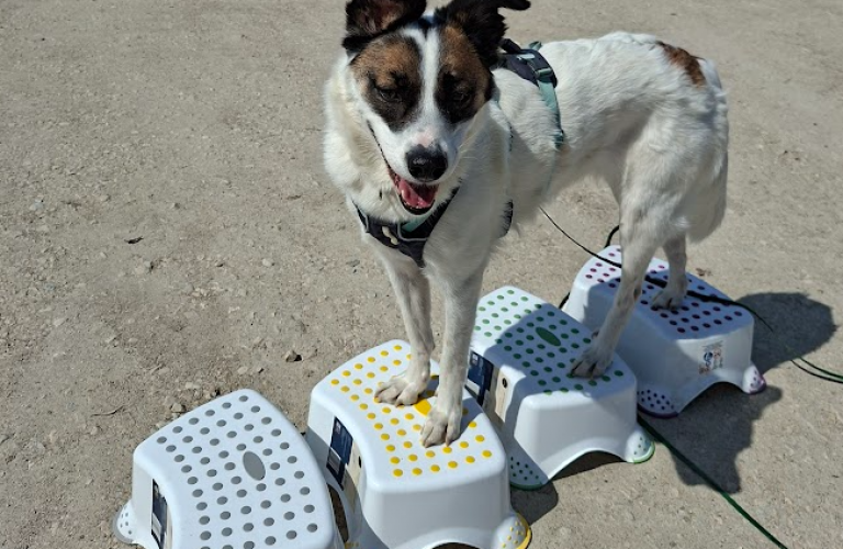 Workshop Targettraining